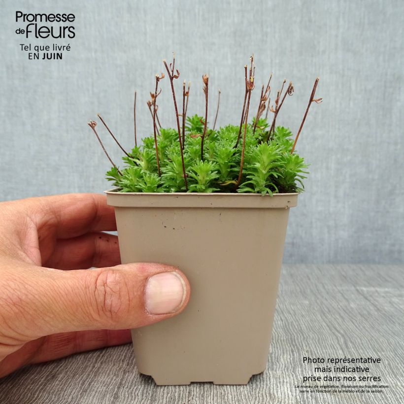 Esimerkki kesällä toimitetusta Patjarikko Pixie White Godet de 8/9 cm-taimesta
