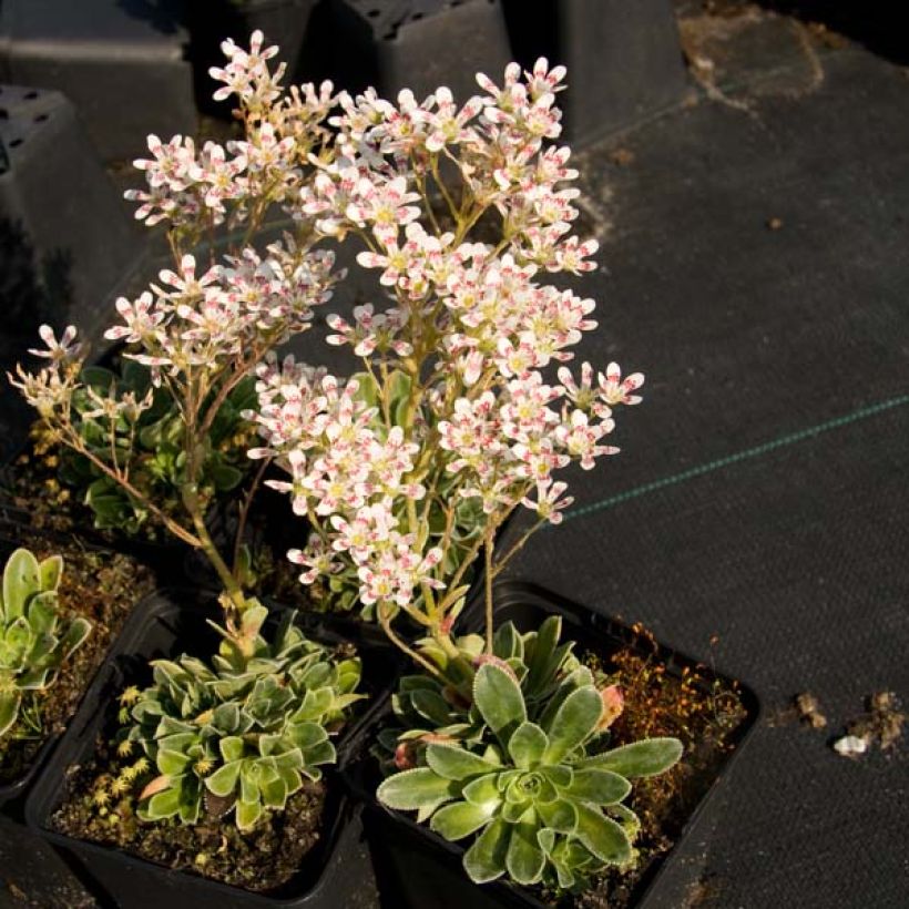 Tunturirikko Southside Seedling (Kasvutapa)