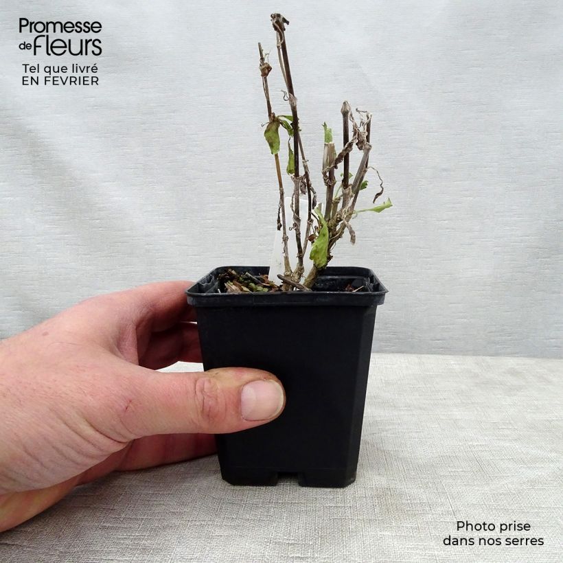 Esimerkki talvella toimitetusta Koreatörmäkukka Cherry Vanilla Scoop Godet de 8/9 cm-taimesta