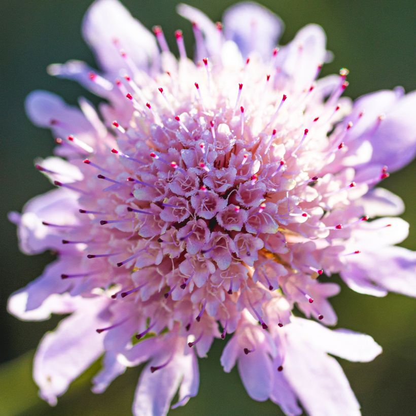 Kivikkotörmäkukka Pincushion Pink (Kukinta)