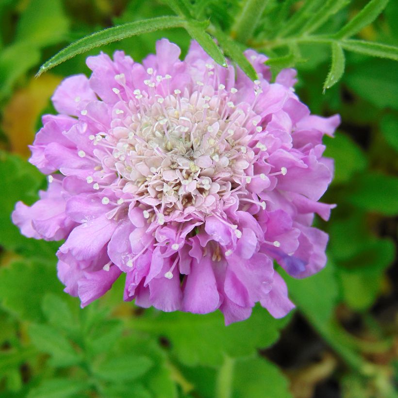 Kivikkotörmäkukka Pink Mist (Kukinta)