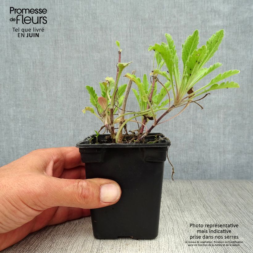 Esimerkki kesällä toimitetusta Kivikkotörmäkukka Pink Mist Taimiruukku 7/8 cm-taimesta