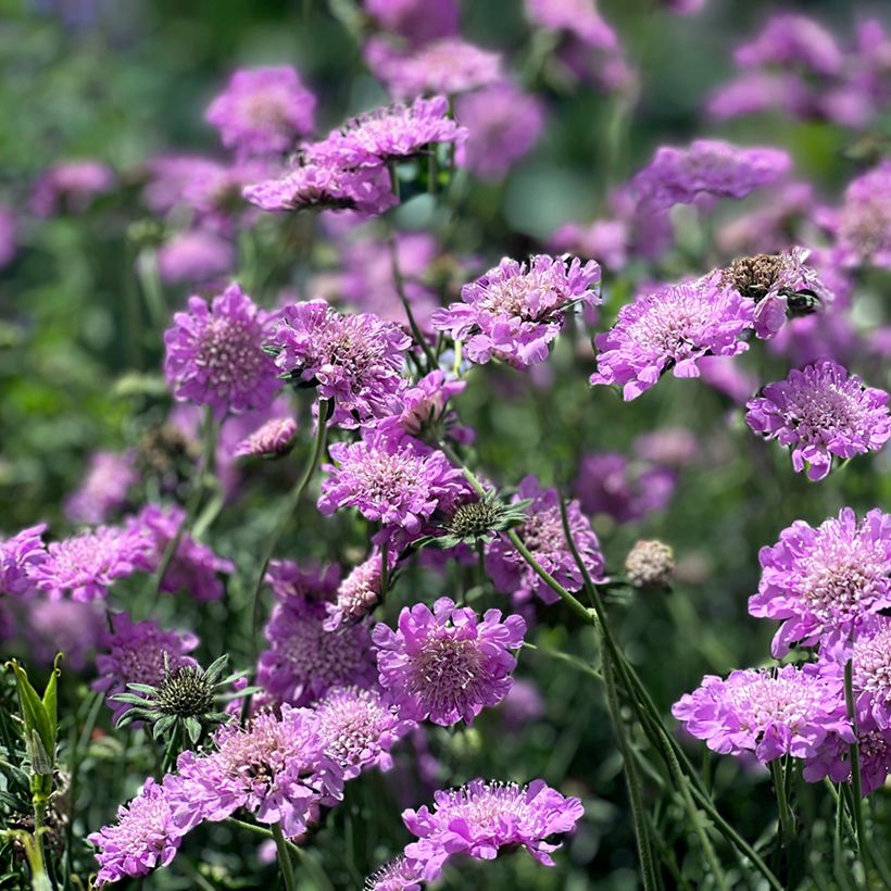 Kivikkotörmäkukka Pink Mist (Kasvutapa)