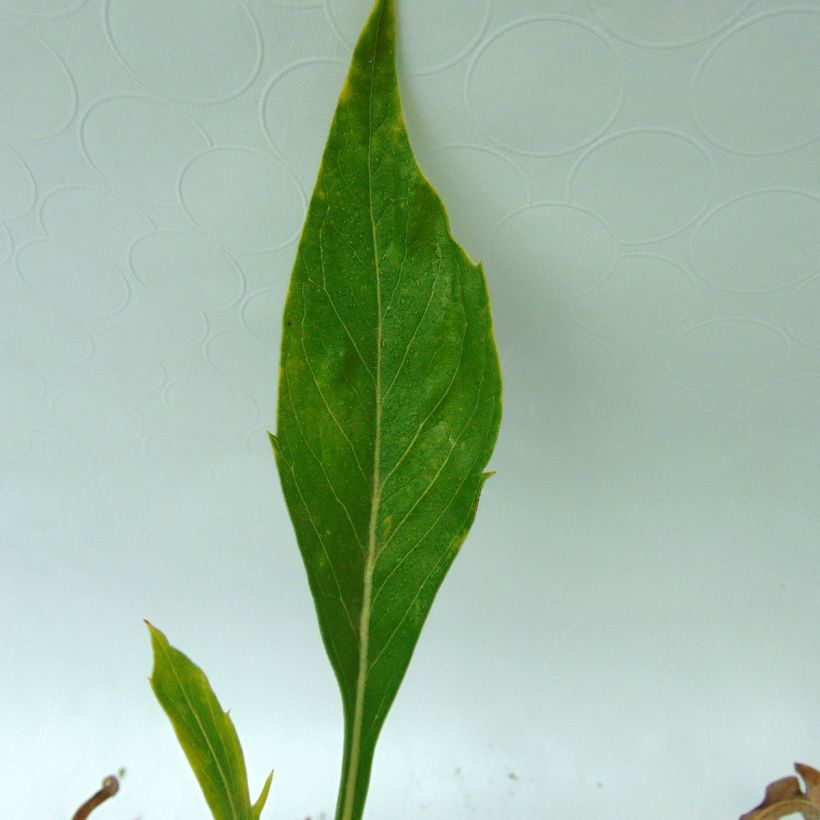 Kaukasiantörmäkukka Alba (Lehvistö)