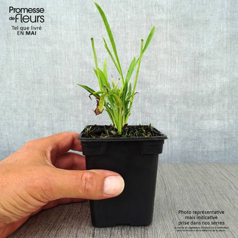 Esimerkki keväällä toimitetusta Kaukasiantörmäkukka Alba Taimiruukku 7/8 cm-taimesta