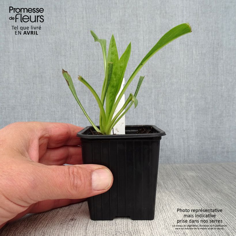 Example of Kaukasiantörmäkukka Fama Godet de 8/9 cm as you get in printemps