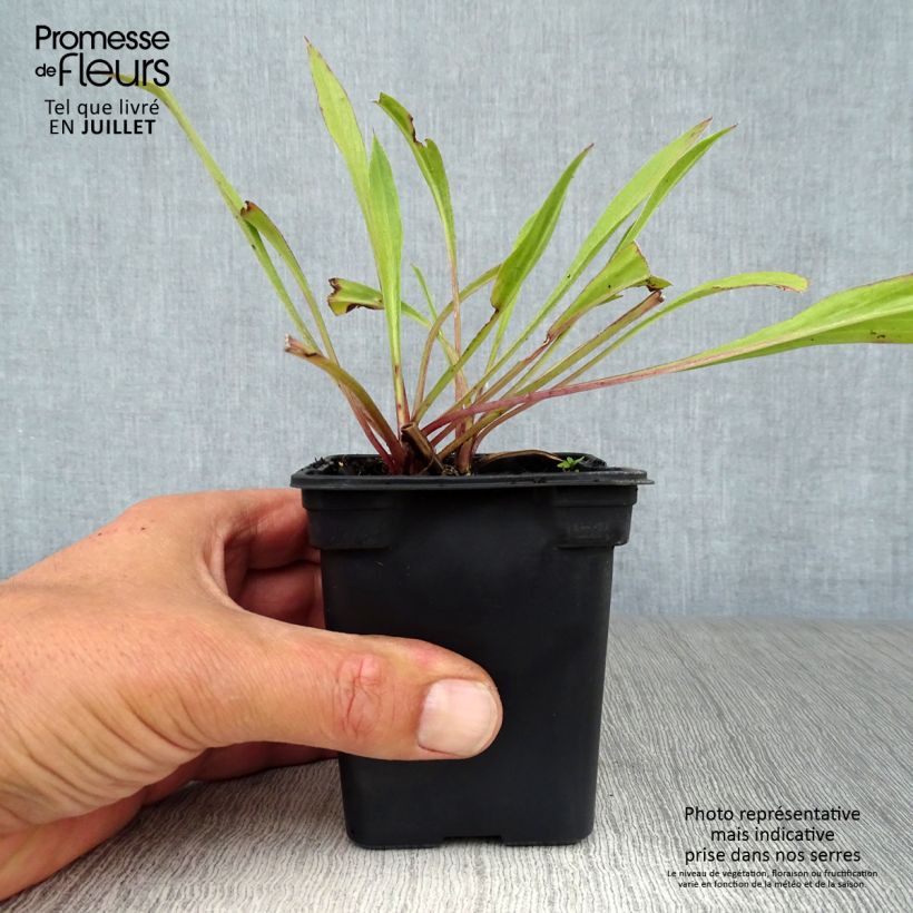 Esimerkki kesällä toimitetusta Kaukasiantörmäkukka Perfecta Godet de 7/8 cm-taimesta