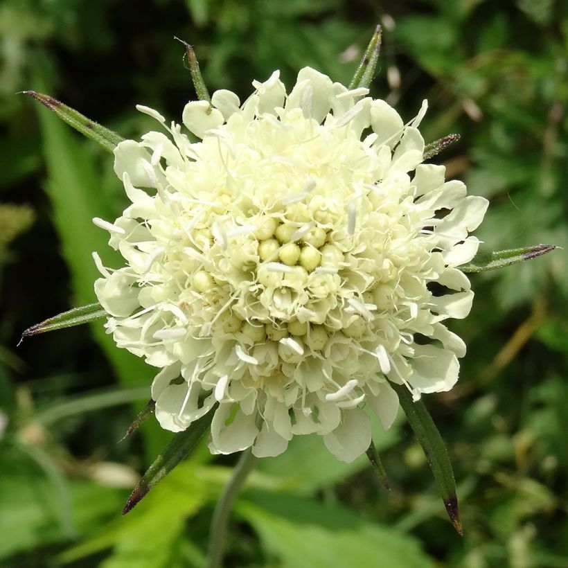 Keltatörmäkukka - Scabiosa ochroleuca (Kukinta)