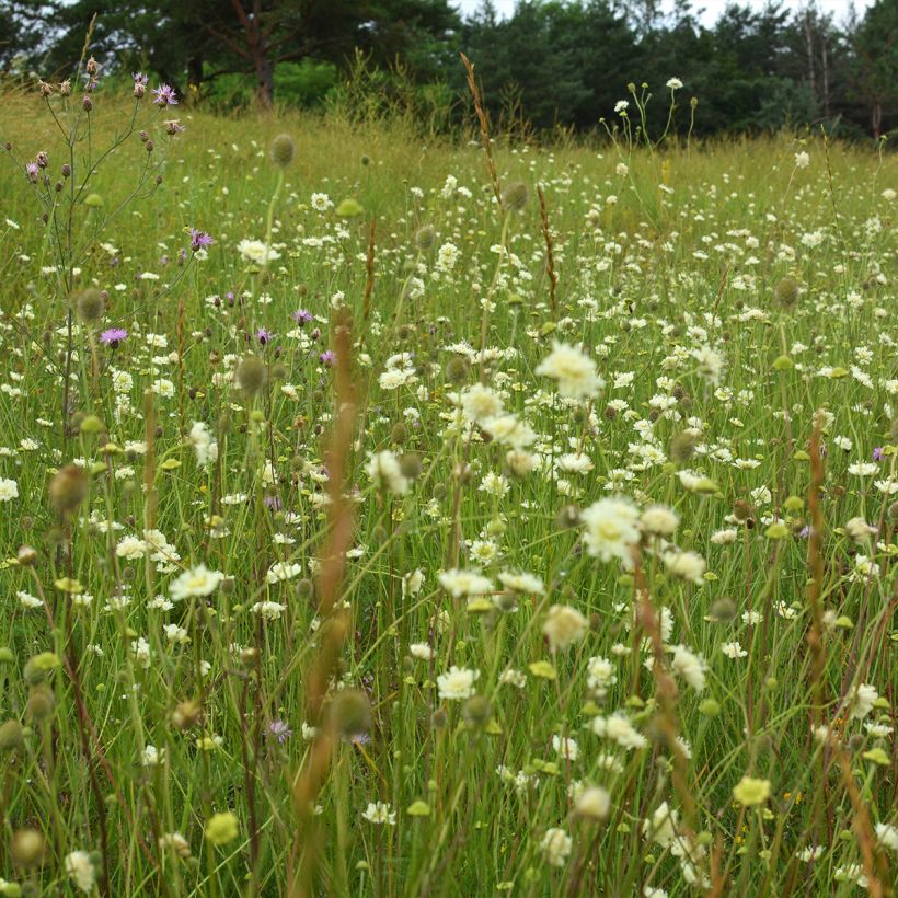 Keltatörmäkukka - Scabiosa ochroleuca (Kasvutapa)