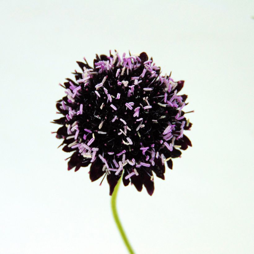 Koreatörmäkukka Chile Black (Kukinta)