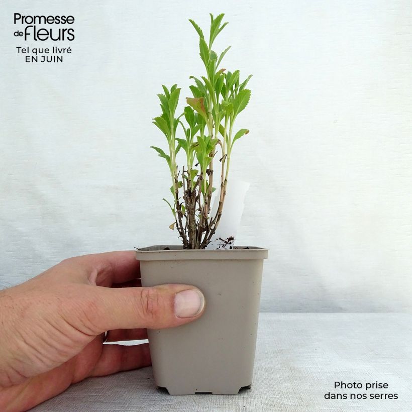 Esimerkki kesällä toimitetusta Koreatörmäkukka Chile Black Taimiruukku 7/8 cm-taimesta