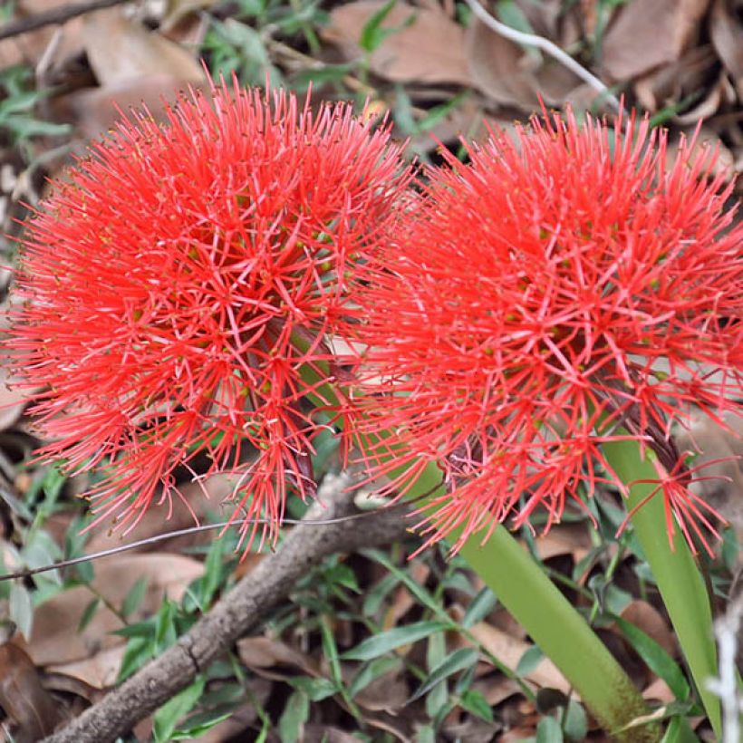 Verililja - Scadoxus multiflorus subsp multiflorus (Kukinta)