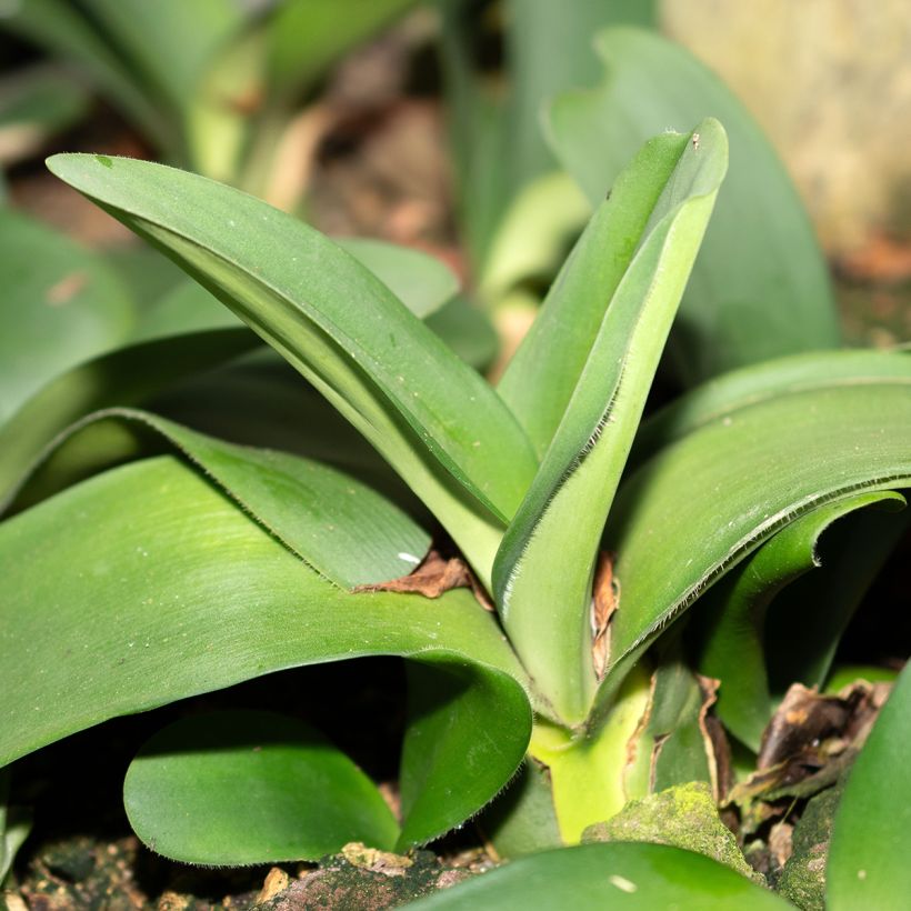 Haemanthus albiflos (Lehvistö)
