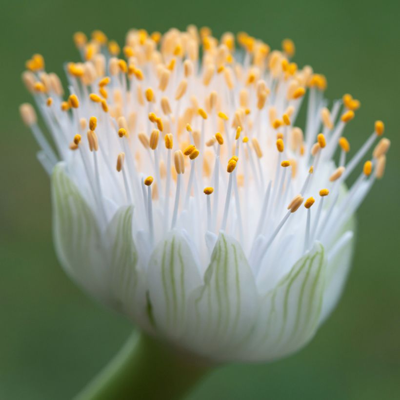 Haemanthus albiflos (Kukinta)