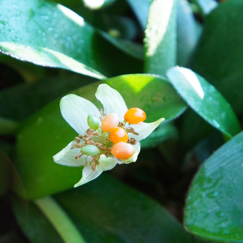Haemanthus albiflos (Sadonkorjuu)