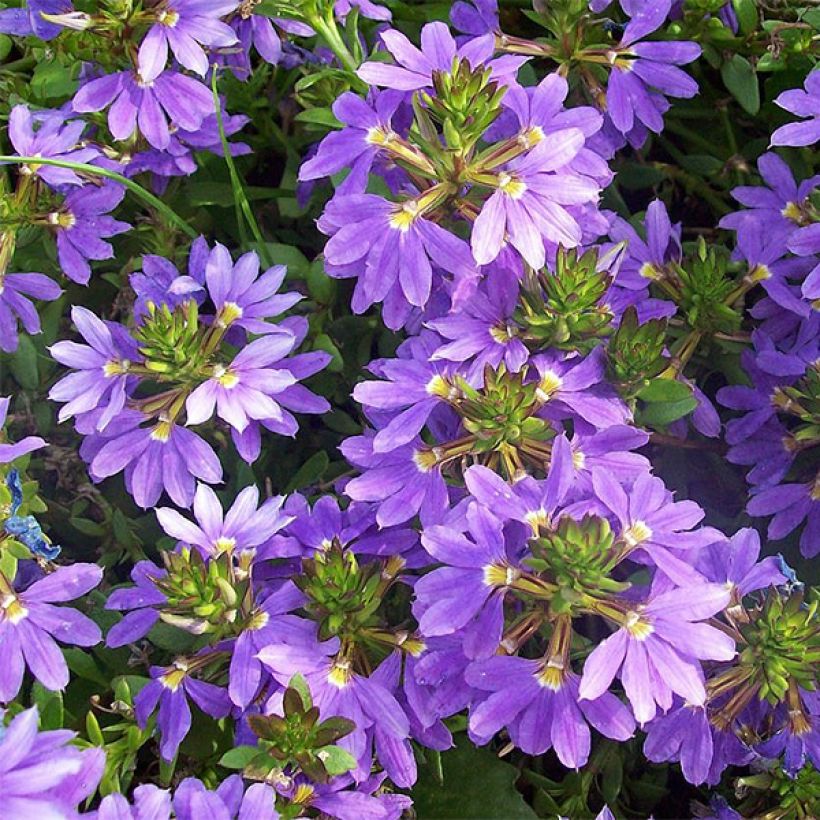 Siniviuhka Surdiva Bleu (Kukinta)