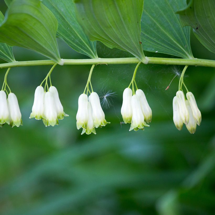 Lehtokielo - Polygonatum multiflorum (Kukinta)