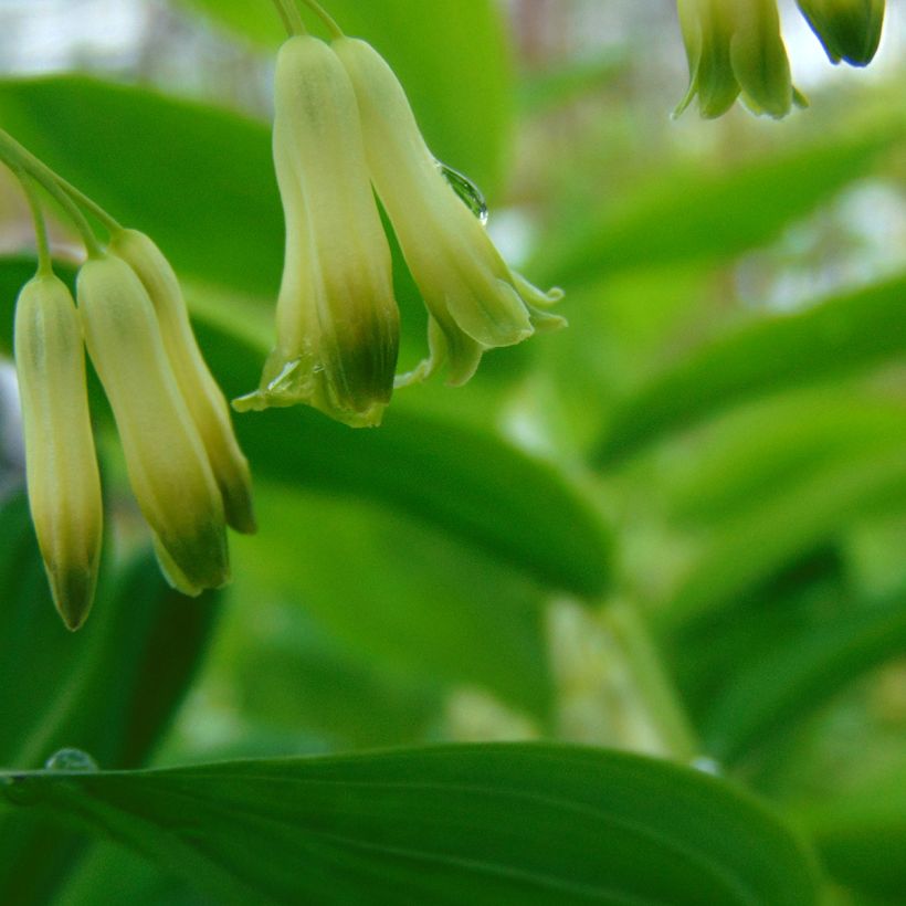 Kalliokielo - Polygonatum commutatum (Kukinta)