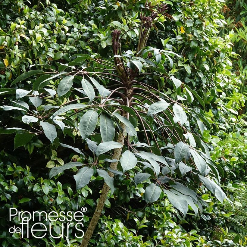 Schefflera alpina (Kasvutapa)