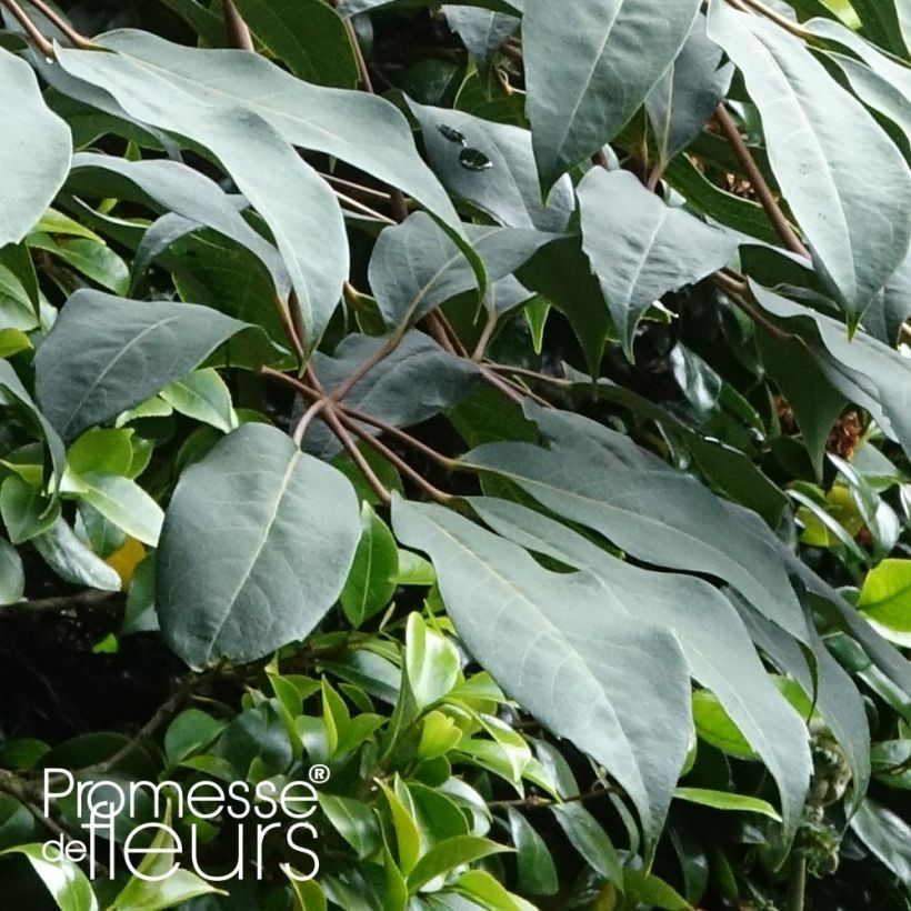 Schefflera alpina (Lehvistö)