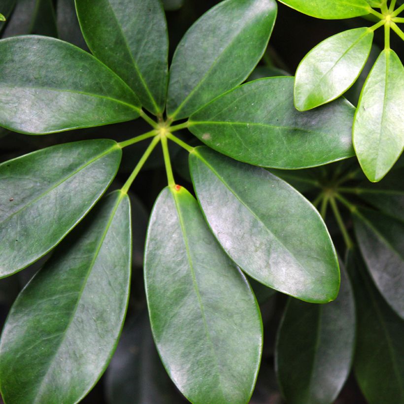 Siroliuska-aralia - Schefflera arboricola (Lehvistö)