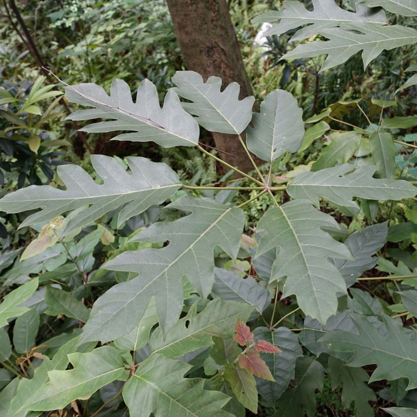 Schefflera delavayi (Lehvistö)