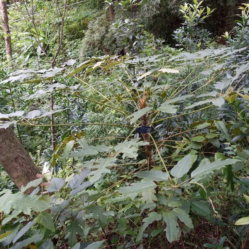 Schefflera delavayi (Kasvutapa)