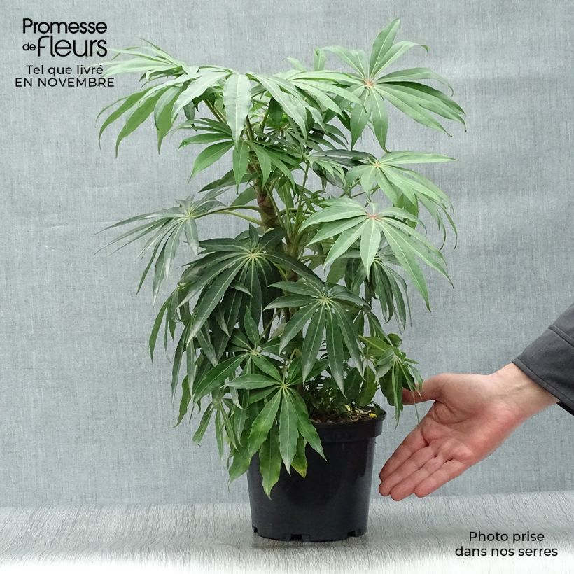 Esimerkki syksyllä toimitetusta Schefflera taiwaniana 2 litran/3 litran ruukku-taimesta