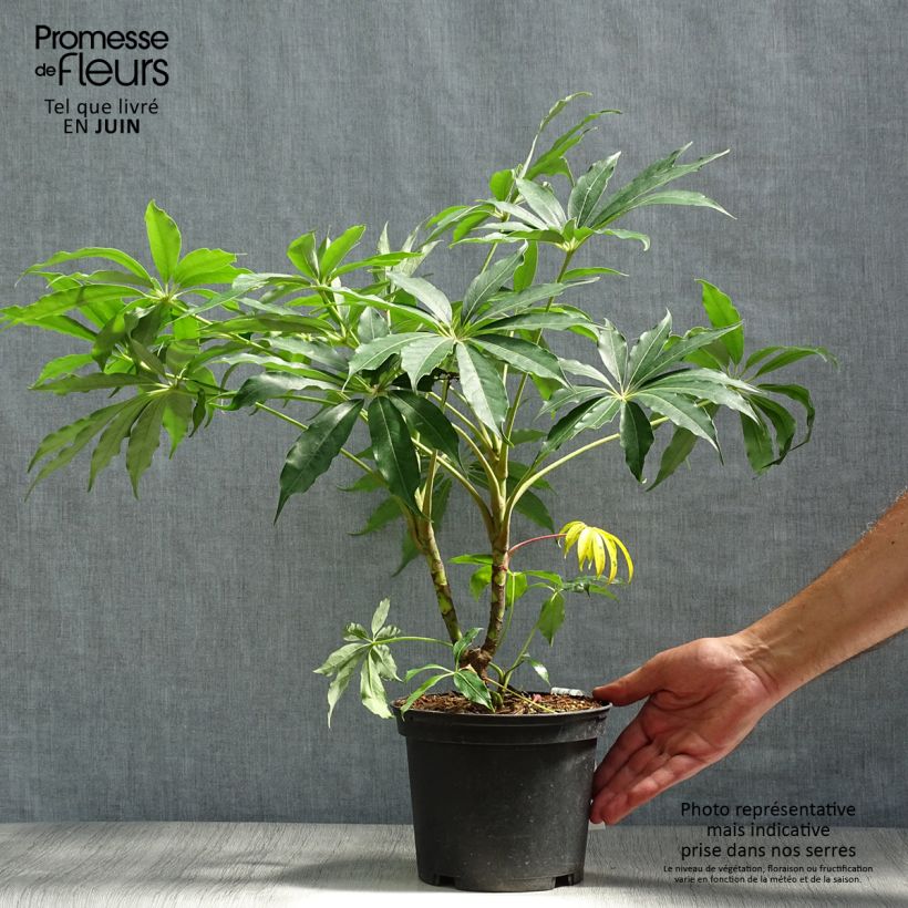 Esimerkki kesällä toimitetusta Schefflera taiwaniana Pot de 2L/3L-taimesta