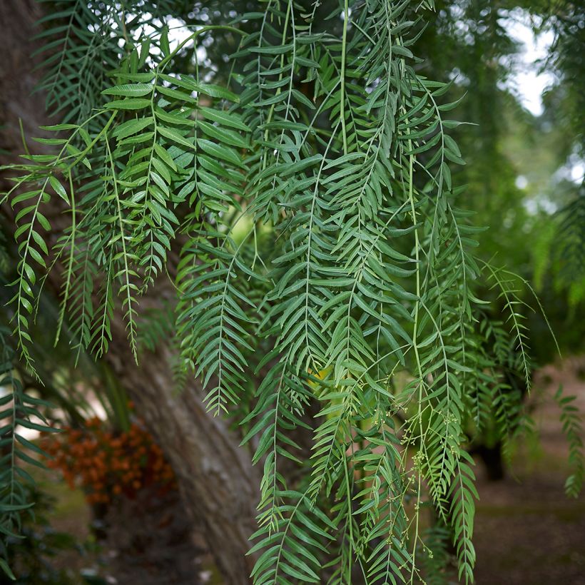 Perunroseepippuri - Schinus molle (Lehvistö)