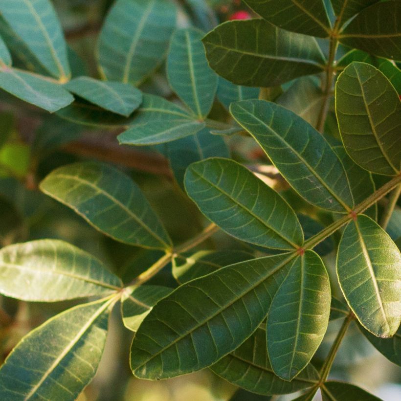 Brasilianroseepippuri - Schinus terebinthifolius (Lehvistö)