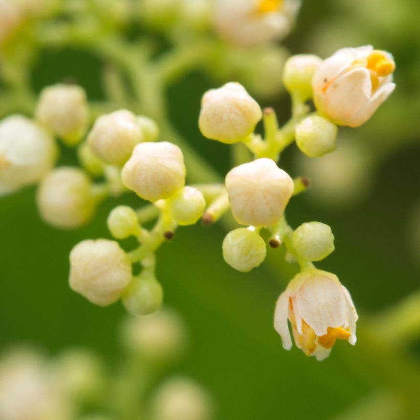Brasilianroseepippuri - Schinus terebinthifolius (Kukinta)