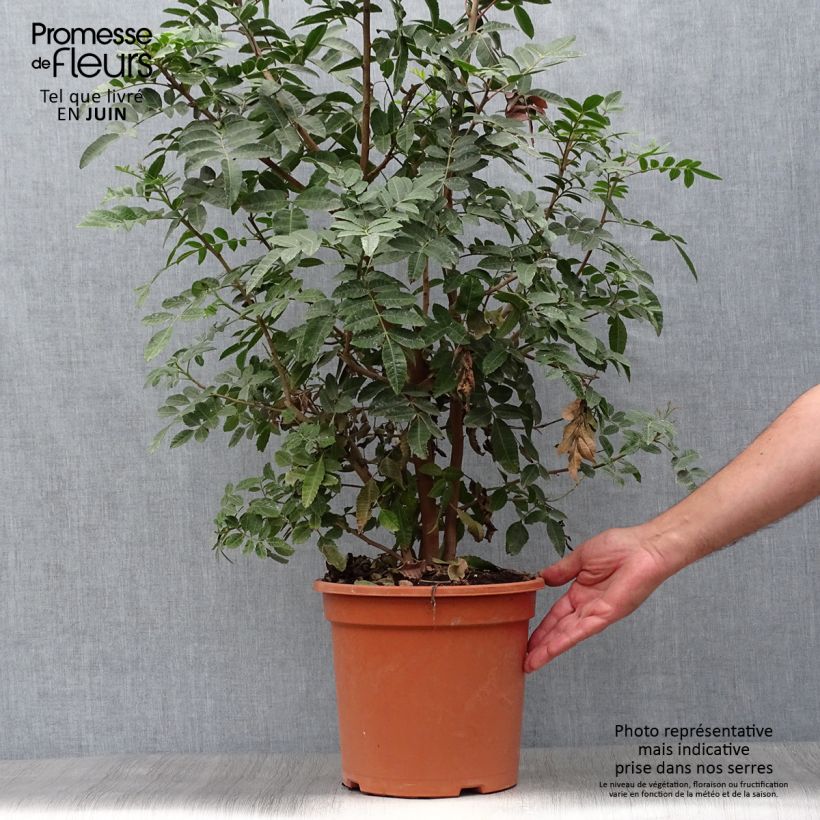 Esimerkki kesällä toimitetusta Brasilianroseepippuri - Schinus terebinthifolius Pot de 7,5L/10L-taimesta