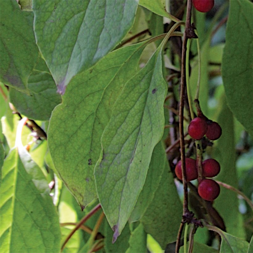 Idänpalsamiköynnös - Schisandra chinensis (Lehvistö)