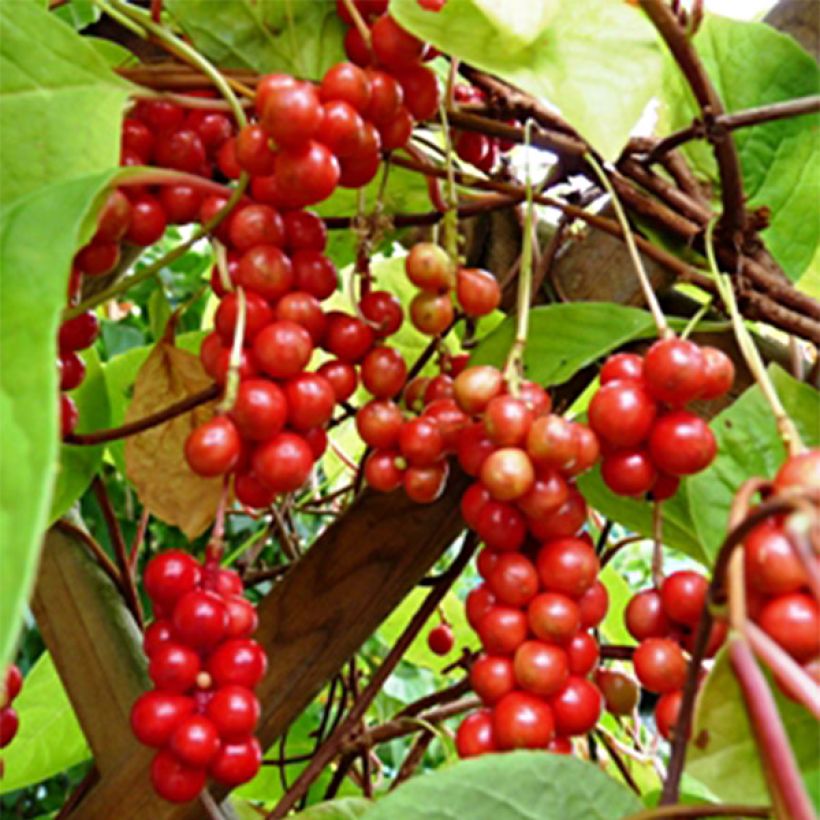 Idänpalsamiköynnös - Schisandra chinensis (Sadonkorjuu)