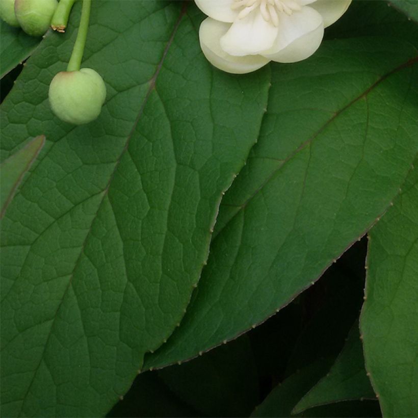 Schisandra grandiflora (Lehvistö)