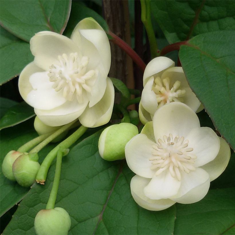 Schisandra grandiflora (Kukinta)