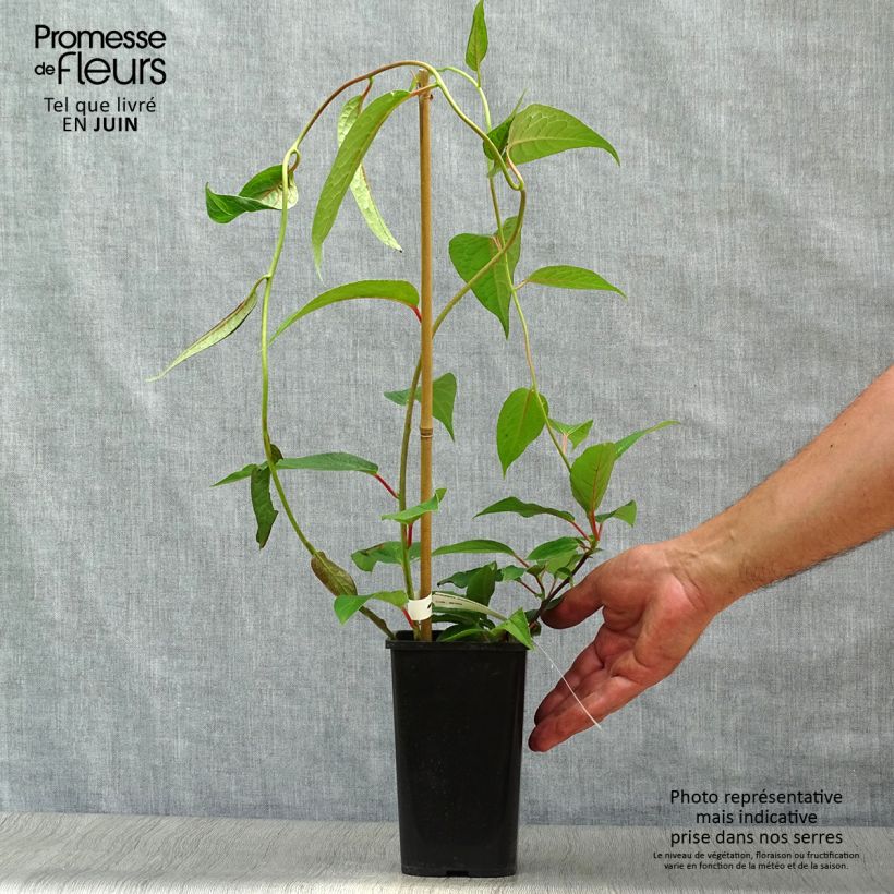 Esimerkki kesällä toimitetusta Schisandra grandiflora Pot de 1,5L/2L-taimesta