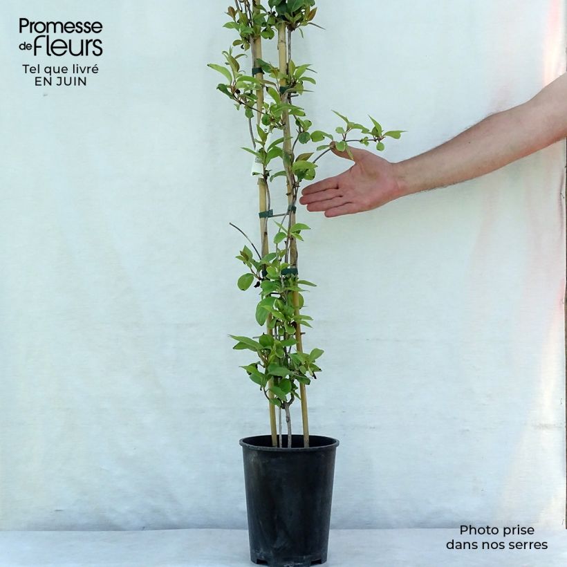 Esimerkki kesällä toimitetusta Hurmepalsamiköynnös - Schisandra rubriflora Ruukku 4L / 5L-taimesta