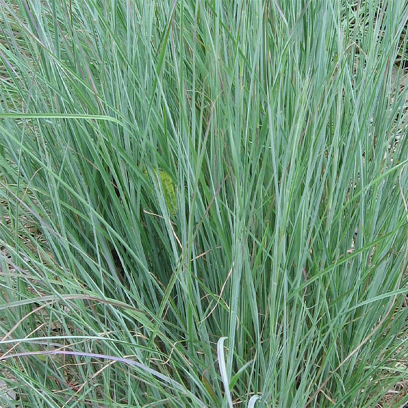 Preeriahahtuheinä - Schizachyrium scoparium (Lehvistö)