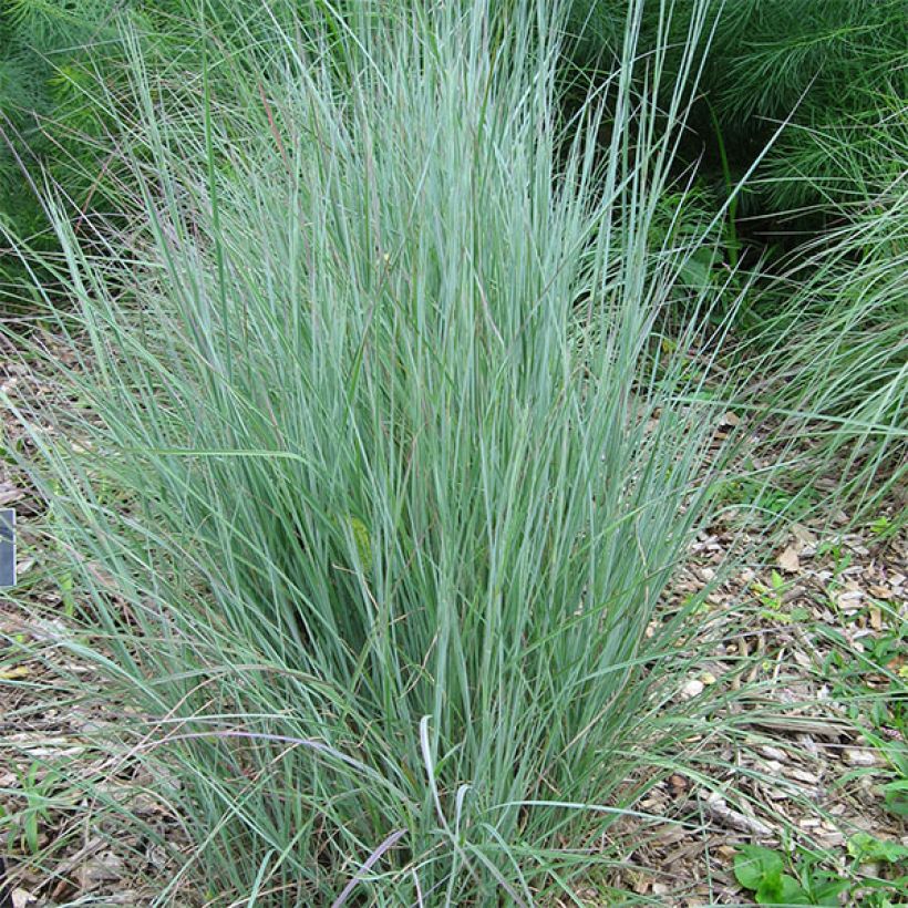 Preeriahahtuheinä - Schizachyrium scoparium (Kasvutapa)