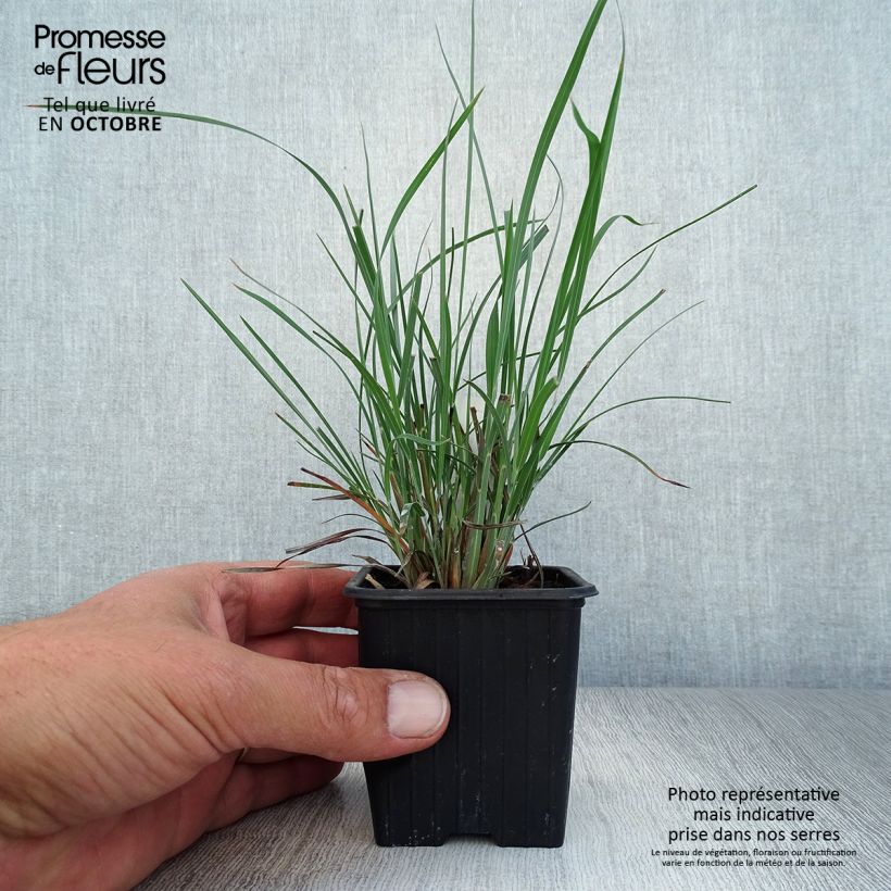 Esimerkki syksyllä toimitetusta Preeriahahtuheinä - Schizachyrium scoparium 8/9 cm taimiruukku-taimesta