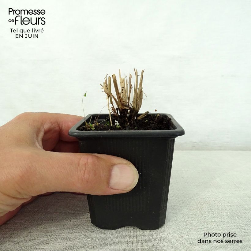 Esimerkki kesällä toimitetusta Preeriahahtuheinä - Schizachyrium scoparium Godet de 8/9 cm-taimesta
