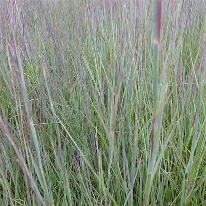 Preeriahahtuheinä Prairie Blues (Lehvistö)