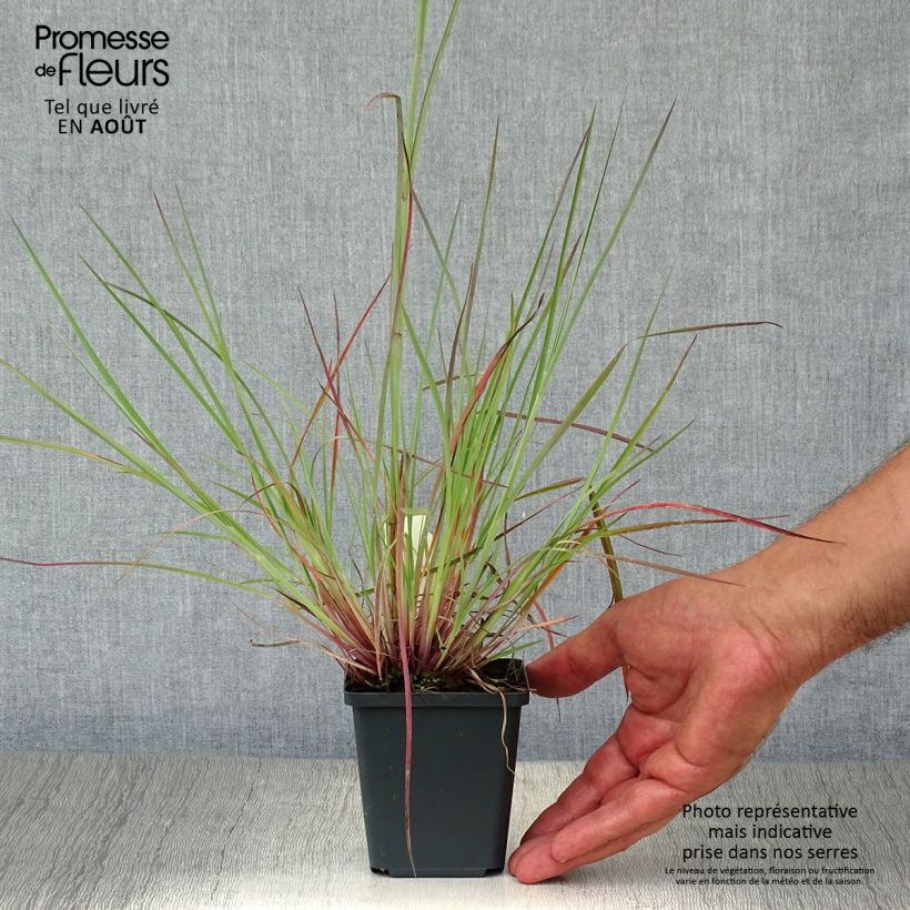 Esimerkki kesällä toimitetusta Preeriahahtuheinä Prairie Blues Taimiruukku 8/9 cm-taimesta