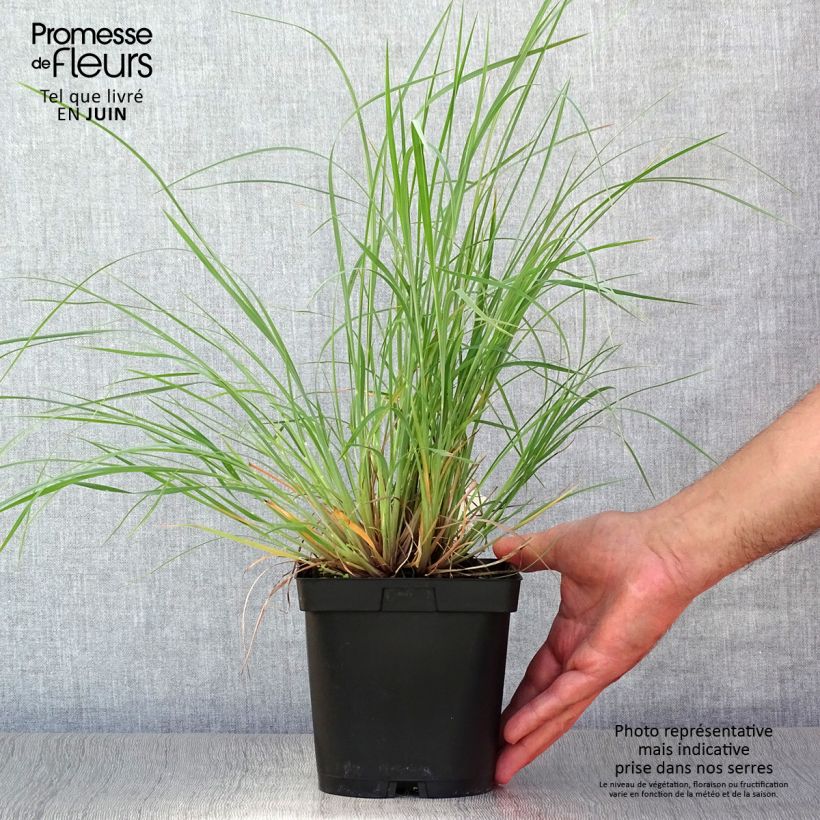Esimerkki kesällä toimitetusta Preeriahahtuheinä Prairie Blues Ruukku 2L / 3L-taimesta