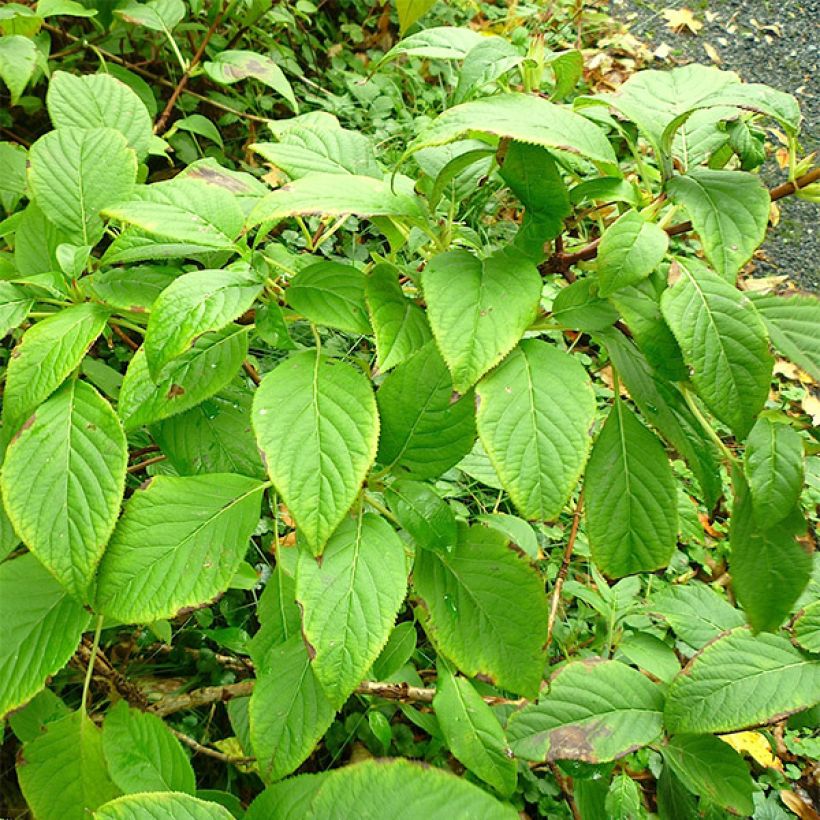 Schizophragma corylifolium (Lehvistö)