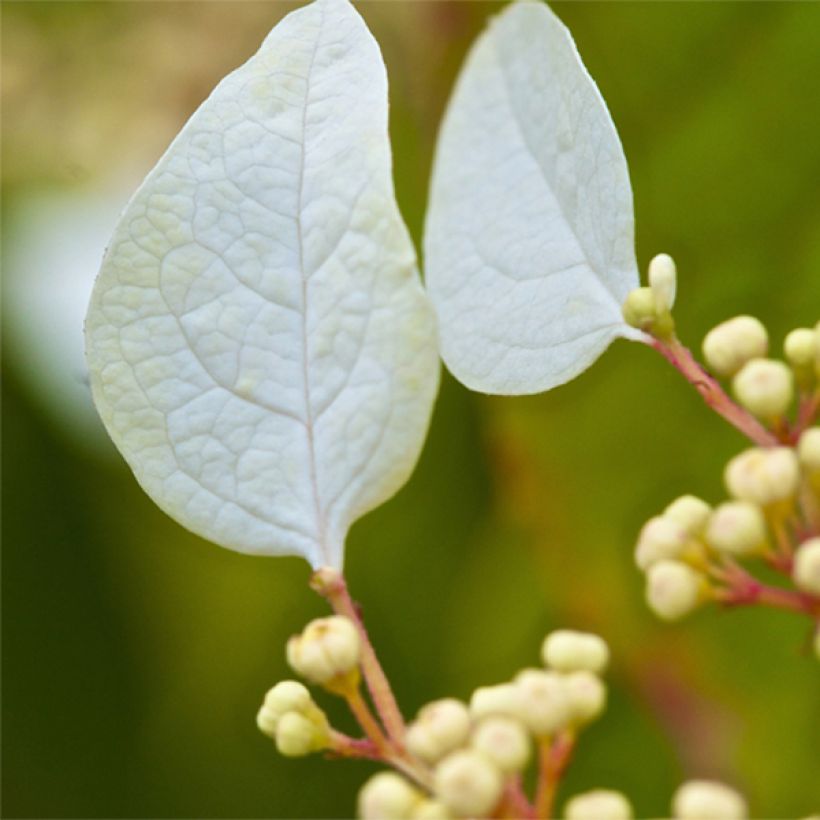 Schizophragma corylifolium (Kukinta)