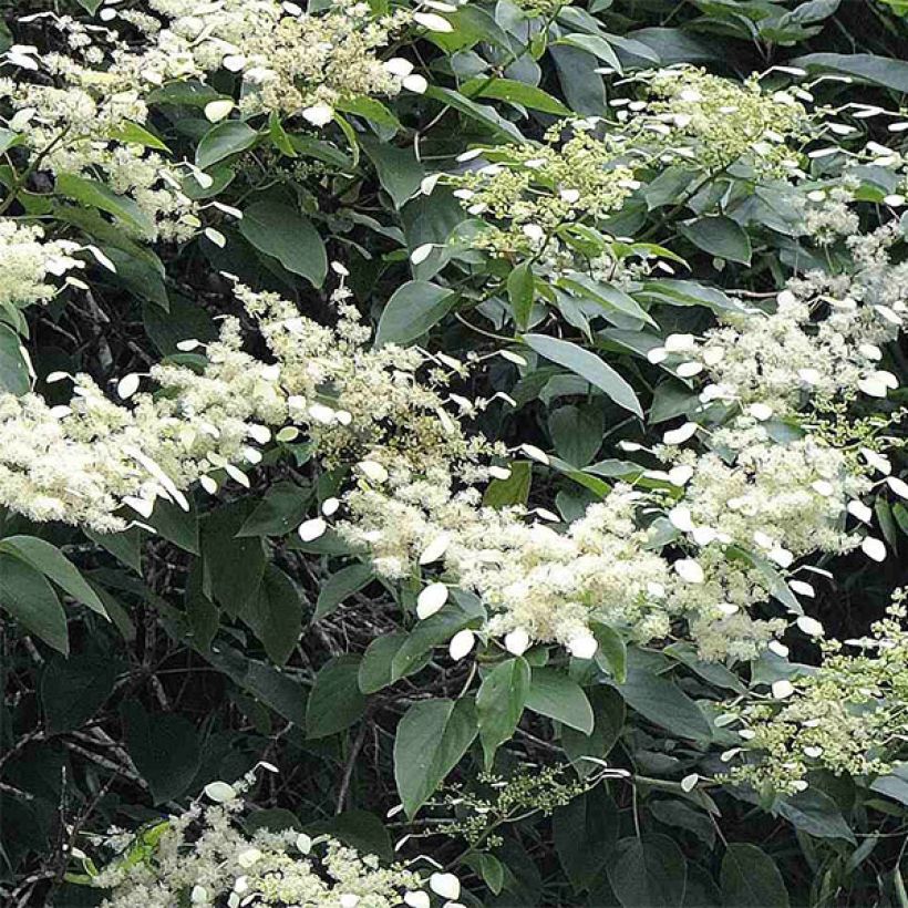 Schizophragma fauriei (Kukinta)