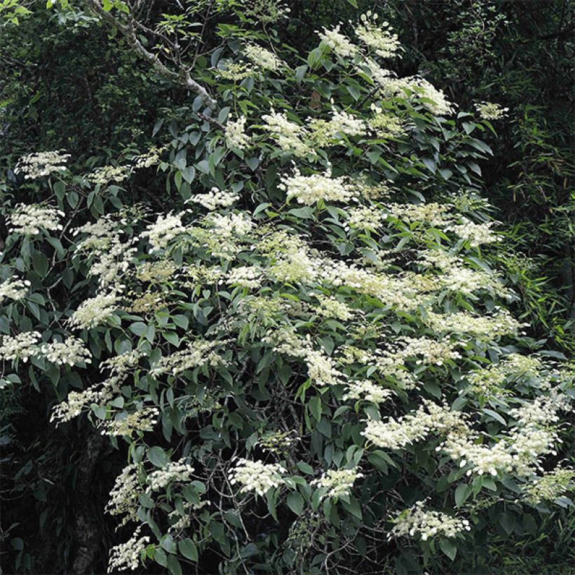 Schizophragma fauriei (Kasvutapa)